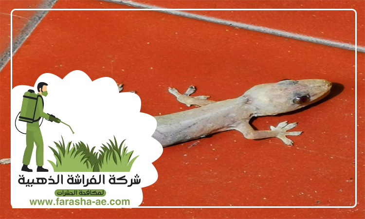 شركة مكافحة البرص بمردف 4 شركة مكافحة البرص بمردف