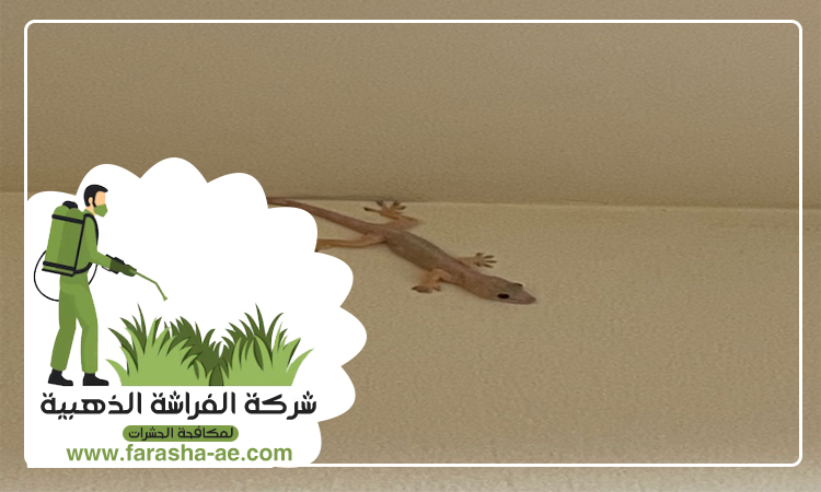 مكافحة الطيطار في رأس الخيمة 4 مكافحة الطيطار في رأس الخيمة