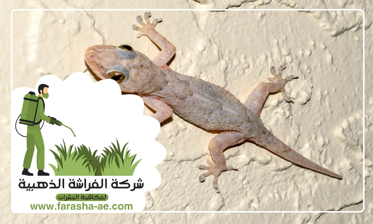 شركة مكافحة البرص