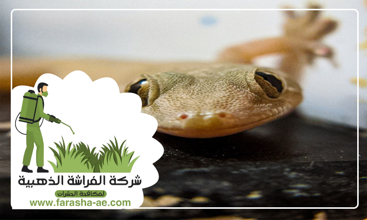 مكافحة الطيطار