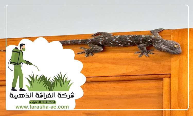 شركة مكافحة الطيطار في الشارقة 3 شركة مكافحة الطيطار في الشارقة