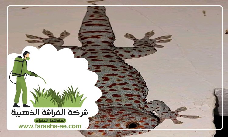 شركة مكافحة الطيطار في الشارقة 4 شركة مكافحة الطيطار في الشارقة
