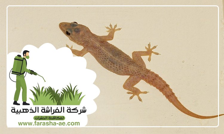 شركة مكافحة الطيطار في الشارقة 2 شركة مكافحة الطيطار