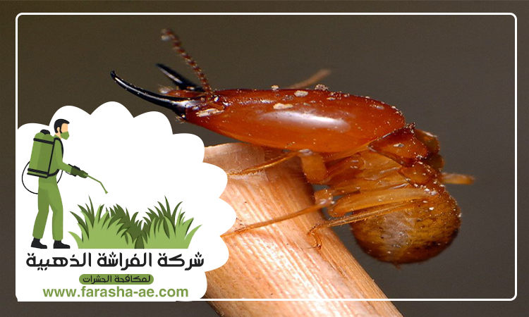شركة مكافحة الرمة في الغبيبة 5 شركة مكافحة الرمة في الغبيبة