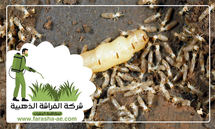 شركة مكافحة الرمة