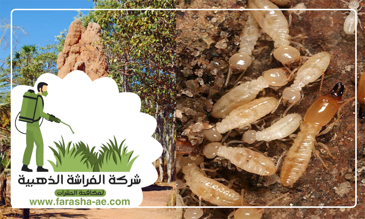 شركة مكافحة الرمة في شرقان 4 شركة مكافحة الرمة في شرقان