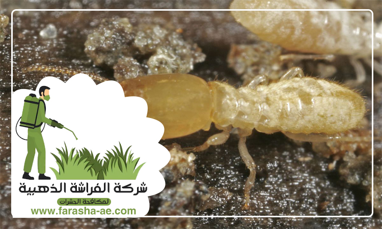شركة مكافحة الرمة في الشهباء 2 شركة مكافحة الرمة