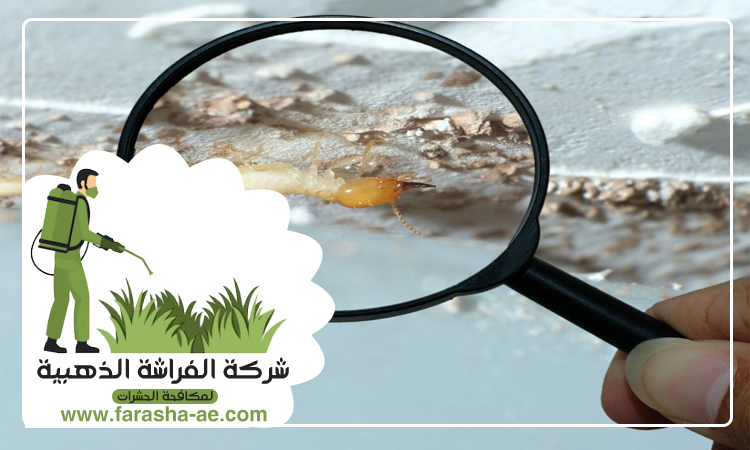 شركة مكافحة الرمة