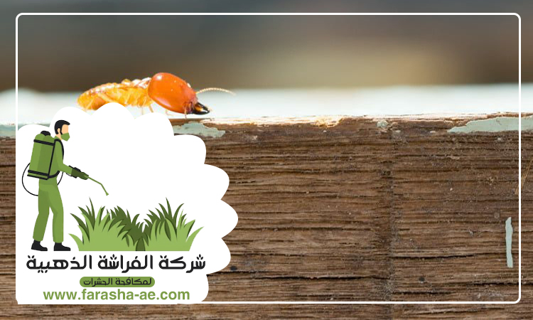 شركة مكافحة الرمة في الغبيبة 3 شركة مكافحة الرمة في الغبيبة