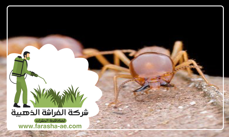 شركة مكافحة الرمة في الغبيبة 4 شركة مكافحة الرمة في الغبيبة