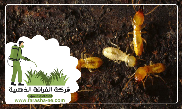 شركة مكافحة الرمة في الشهباء 5 شركة مكافحة الرمة في الشهباء