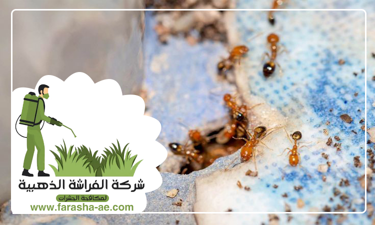 شركة مكافحة الرمة