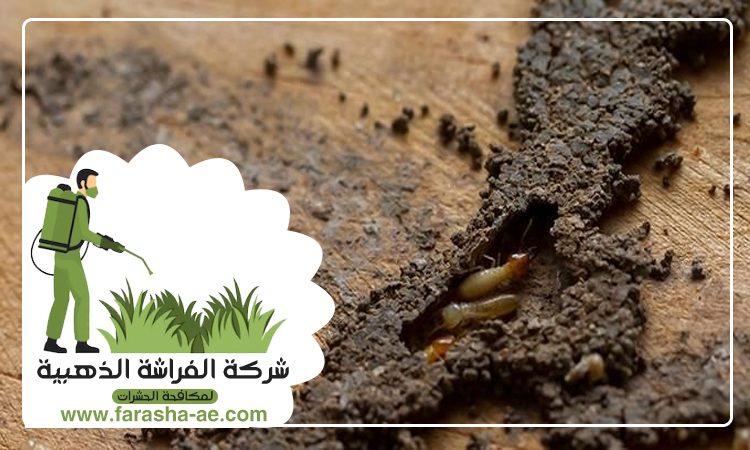 شركة مكافحة الرمة في الخزامية 4 شركة مكافحة الرمة في الخزامية