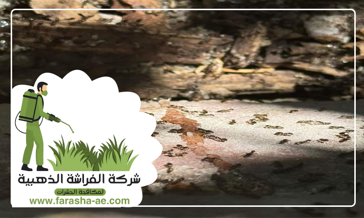 شركة مكافحة الرمة في الخزامية 5 شركة مكافحة الرمة في الخزامية