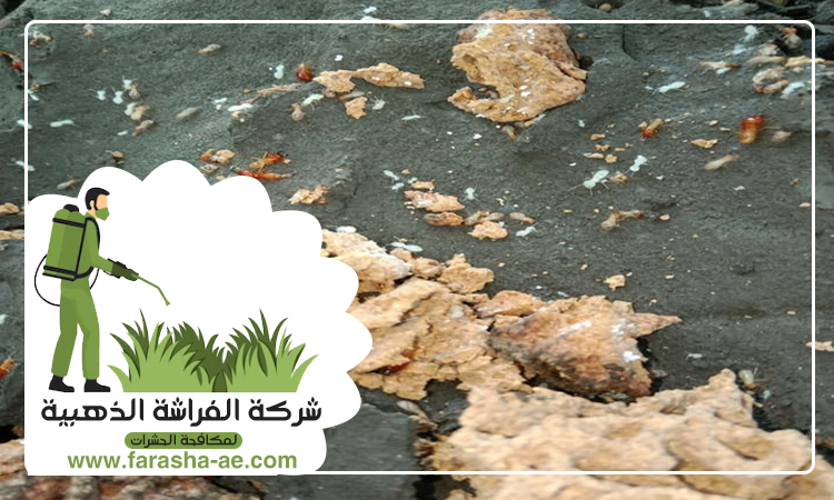 شركة مكافحة الرمة في الشهباء 3 شركة مكافحة الرمة في الشهباء