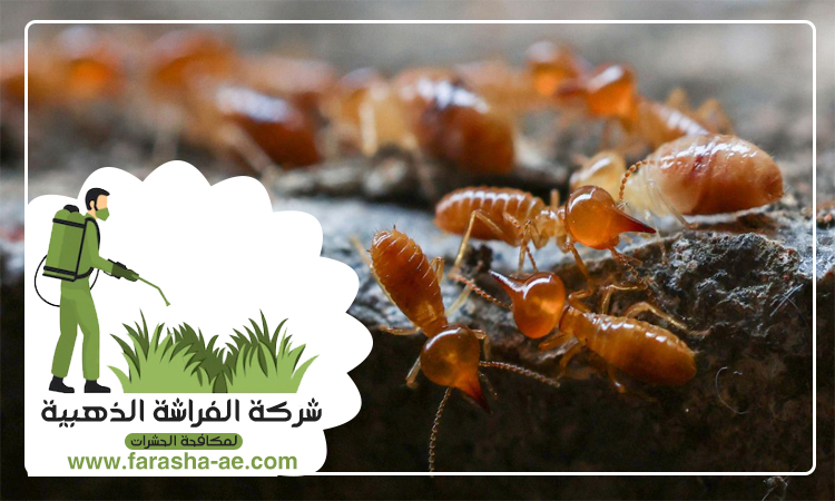 شركة مكافحة الرمة