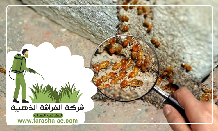 شركة مكافحة الرمة في شرقان 5 شركة مكافحة الرمة في شرقان
