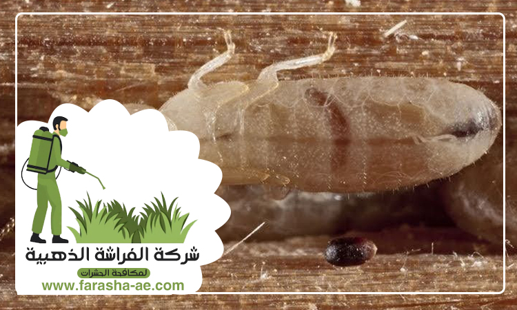 شركة مكافحة الرمة في الشهباء 4 شركة مكافحة الرمة في الشهباء