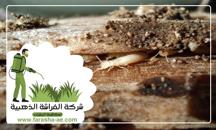 شركة مكافحة الرمة في المجاز 4 شركة مكافحة الرمة في المجاز