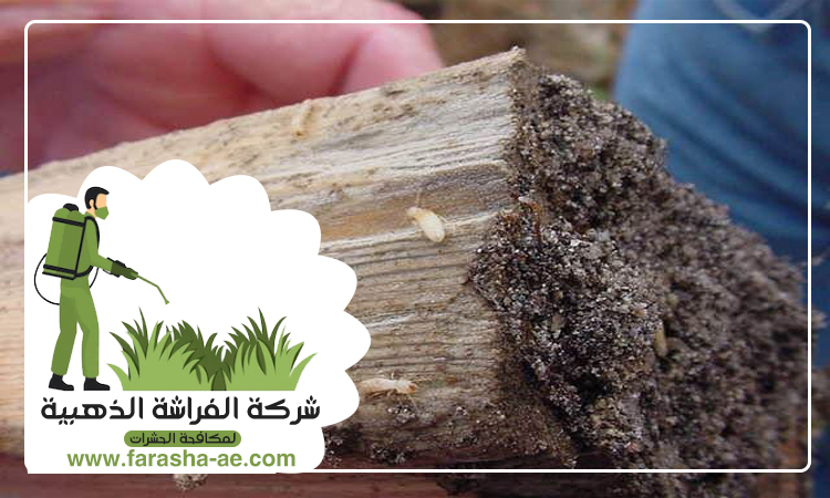 شركة مكافحة الرمة في القاسمية 4 شركة مكافحة الرمة في القاسمية