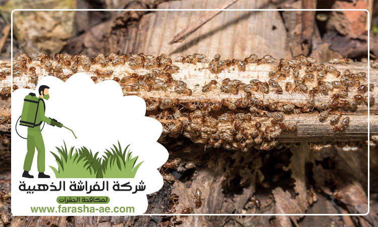 شركة مكافحة الرمة في المجرة 5 شركة مكافحة الرمة في المجرة