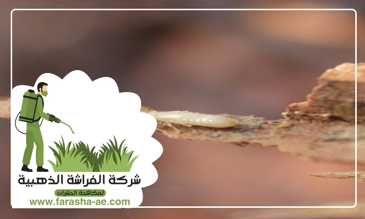 شركة مكافحة الرمة في القاسمية 3 شركة مكافحة الرمة في القاسمية