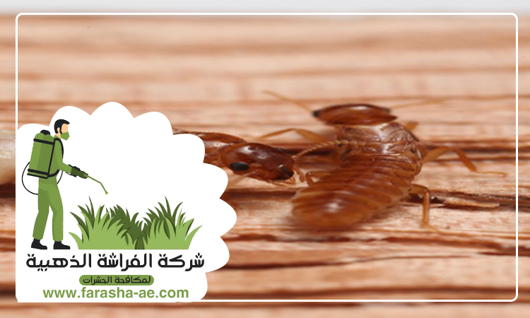 شركة مكافحة الرمة في القاسمية 2 شركة مكافحة الرمة