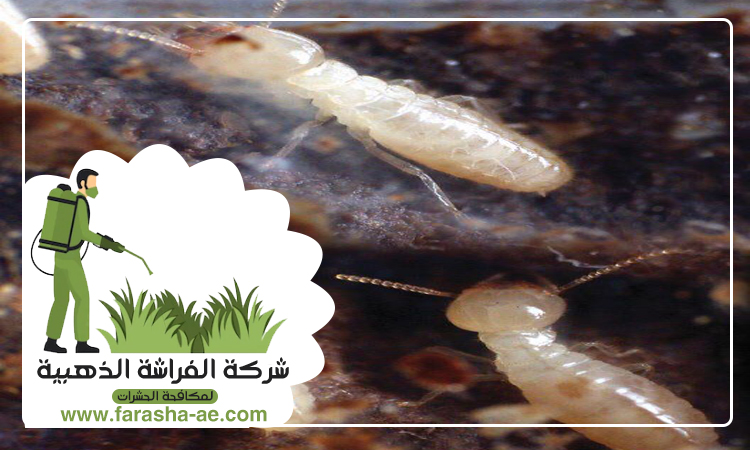 شركة مكافحة الرمة في الدراري 5 شركة مكافحة الرمة في الدراري