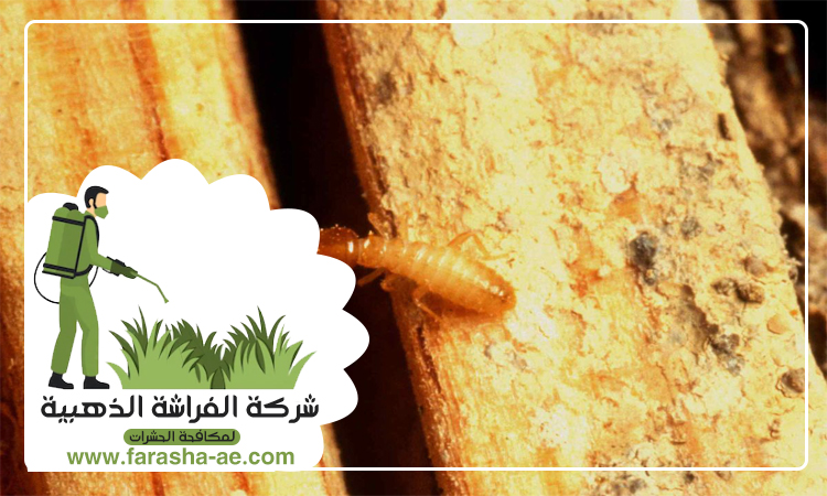 شركة مكافحة الرمة في المجرة 4 شركة مكافحة الرمة في المجرة