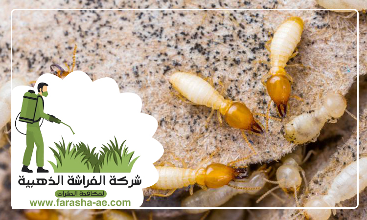شركة مكافحة الرمة في الرماقية 5 شركة مكافحة الرمة في الرماقية