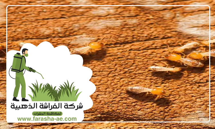 شركة مكافحة الرمة