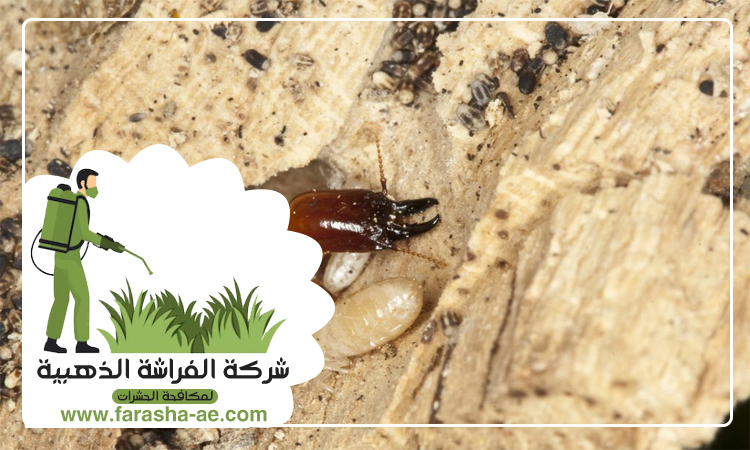 شركة مكافحة الرمة في الدراري 4 شركة مكافحة الرمة في الدراري