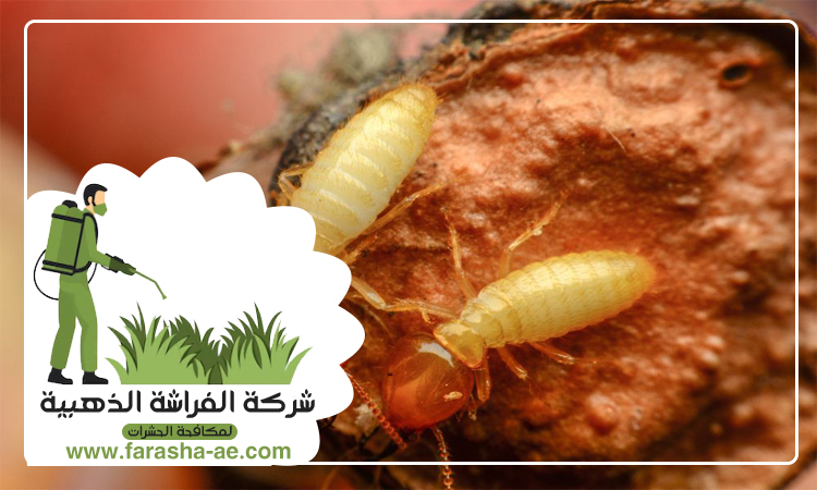 شركة مكافحة الرمة في النباعة 5 شركة مكافحة الرمة في النباعة