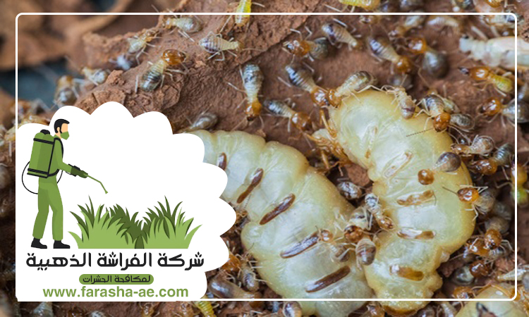 شركة مكافحة الرمة في الرماقية 4 شركة مكافحة الرمة في الرماقية