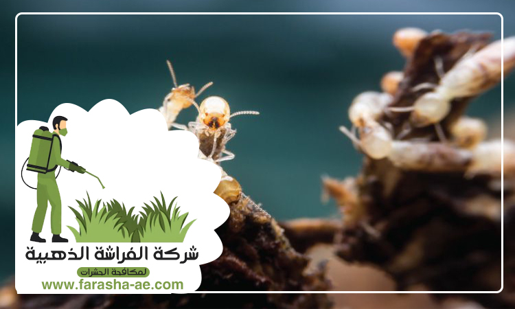 شركة مكافحة الرمة في النباعة 4 شركة مكافحة الرمة في النباعة