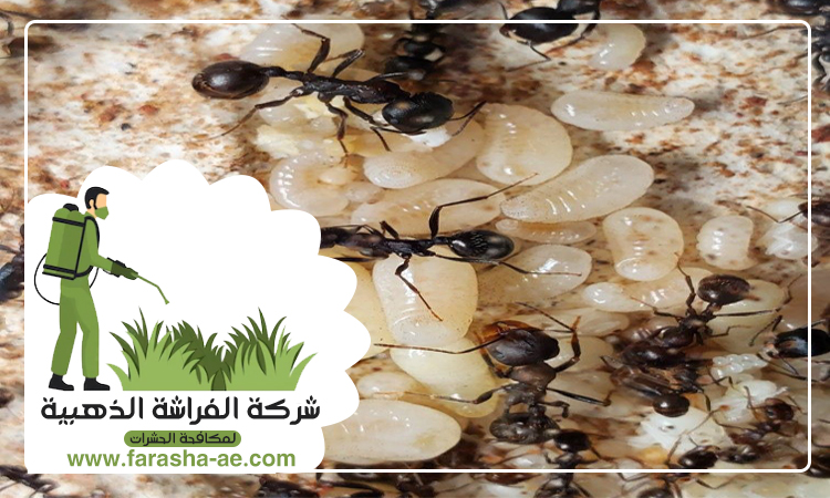 شركة مكافحة الرمة