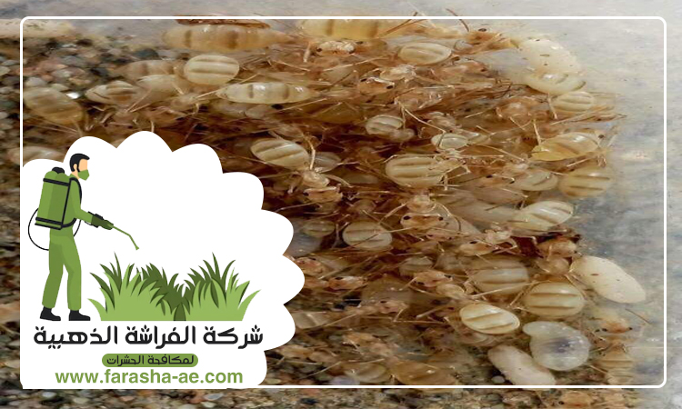 شركة مكافحة الرمة في الرماقية 3 شركة مكافحة الرمة في الرماقية