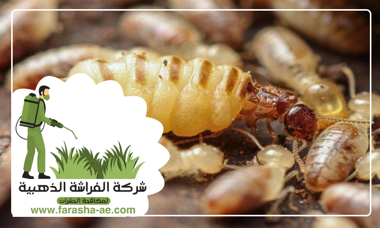 شركة مكافحة الرمة في الشارقة 5 شركة مكافحة الرمة في الشارقة