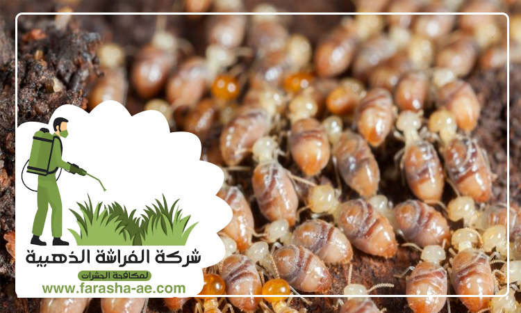شركة مكافحة الرمة في عجمان 5 شركة مكافحة الرمة في عجمان