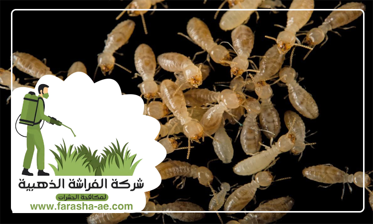 شركة مكافحة الرمة