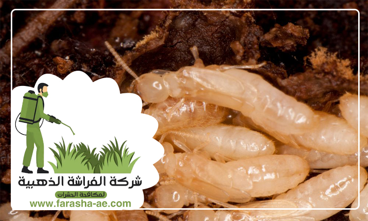 شركة مكافحة الرمة في الرماقية 2 شركة مكافحة الرمة