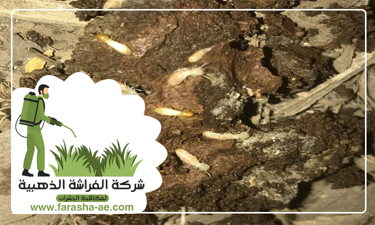 شركة مكافحة الرمة في الشارقة 4 شركة مكافحة الرمة في الشارقة