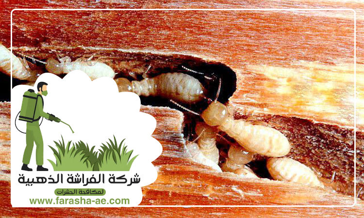 شركة مكافحة الرمة