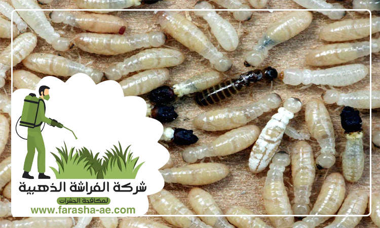 شركة مكافحة الرمة في دبي 5 شركة مكافحة الرمة في دبي