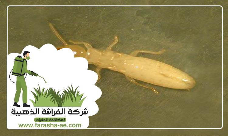 شركة مكافحة الرمة في عجمان 4 شركة مكافحة الرمة في عجمان