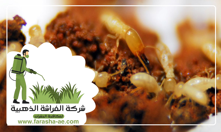 شركة مكافحة الرمة في دبي 4 شركة مكافحة الرمة في دبي