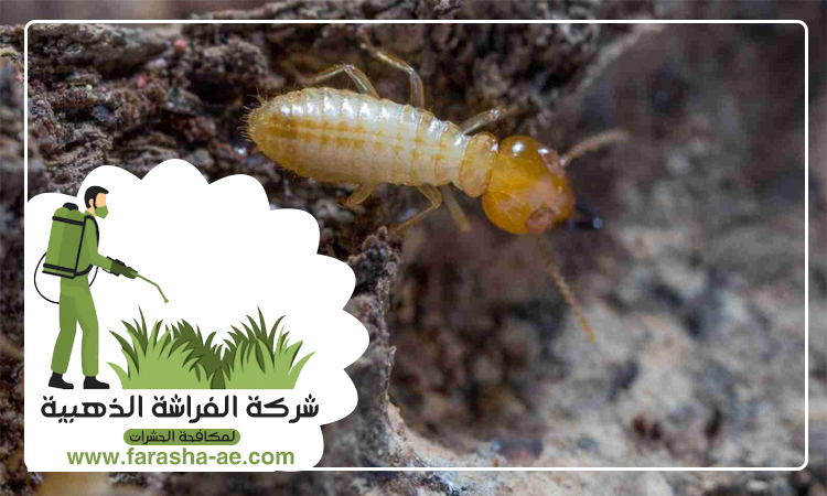 شركة مكافحة الرمة في الفجيرة 4 شركة مكافحة الرمة في الفجيرة