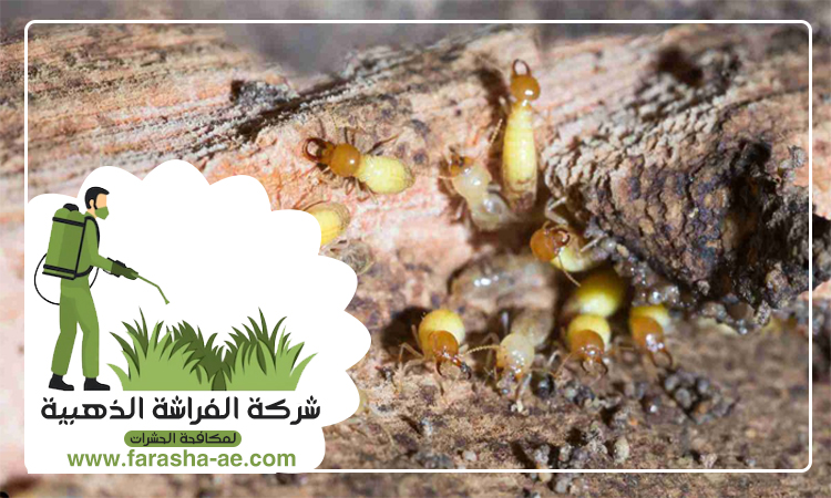 شركة مكافحة الرمة في الفجيرة 5 شركة مكافحة الرمة في الفجيرة