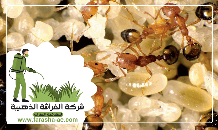 شركة مكافحة الرمة