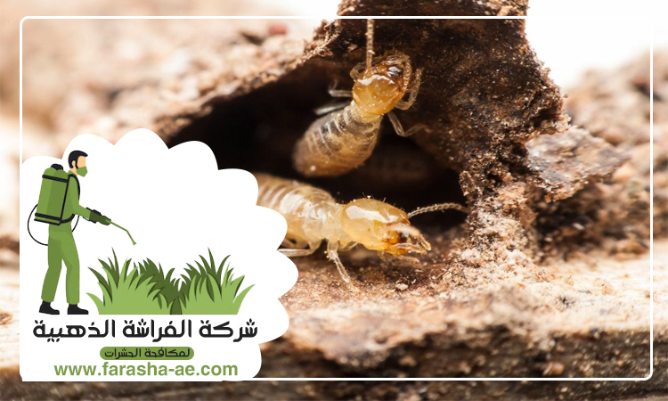 شركة مكافحة الرمة